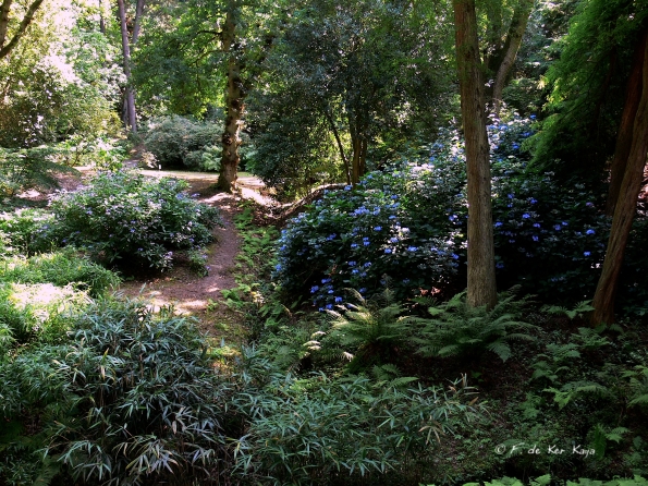 Bois des Moutiers  (85) Summer 2012